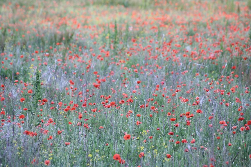 omaggio a Monet